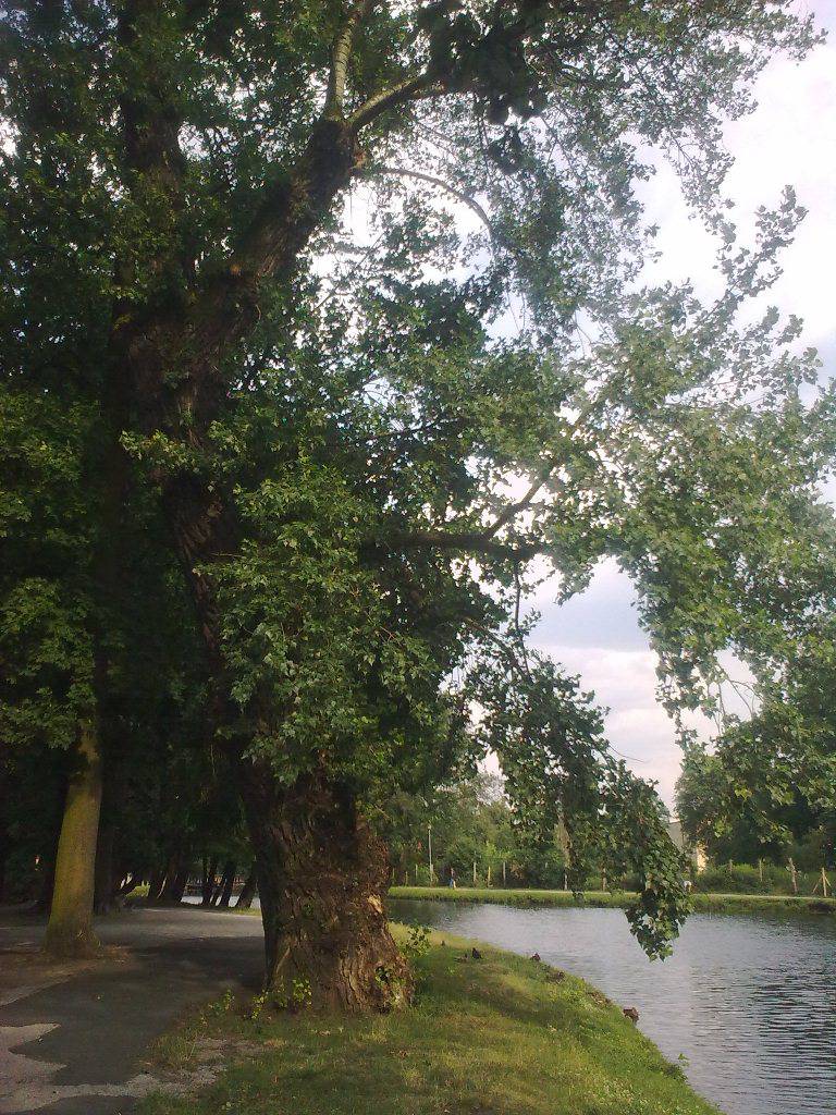 Topola czarna w Parku nad Starym Kanałem Bydgoskim