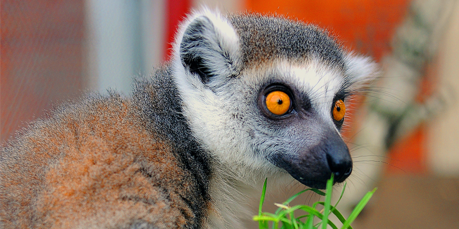 bydgoszcz zoo lemur myslecinek RS