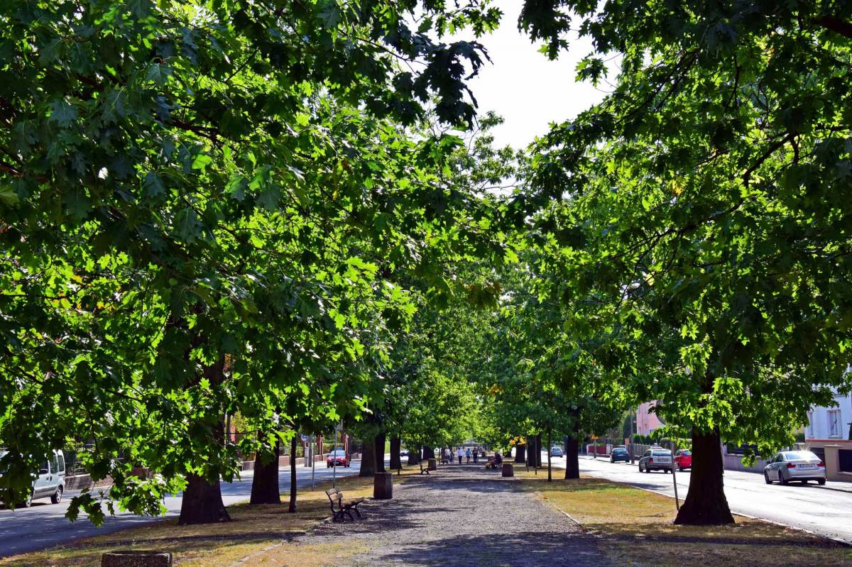 The oak avenue